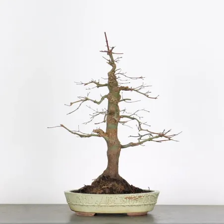 Palmatum Deshojo Maple Bonsai AD-2-1