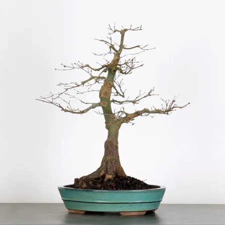 Bonsai Erable Palmatum Deshojo  AD-2-2