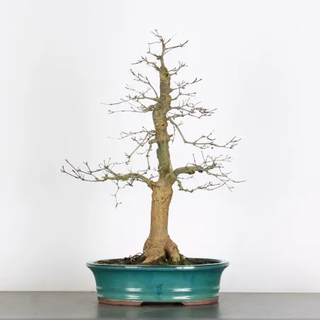 Bonsai Acer Deshojo AD-2-4