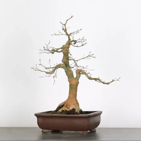 Bonsai Acer Deshojo AD-2-5