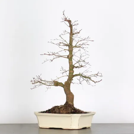 Bonsai Acer Deshojo AD-2-6