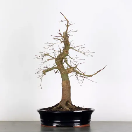 Bonsai Acer Deshojo AD-2-7