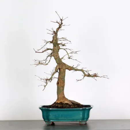 Bonsai Acer Deshojo AD-2-8