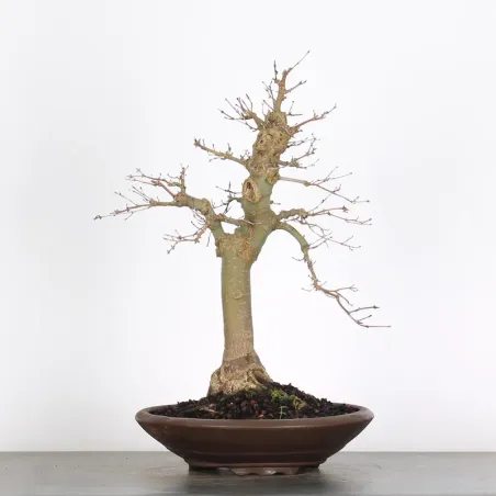 Bonsai Erable Palmatum Deshojo AD-3-1