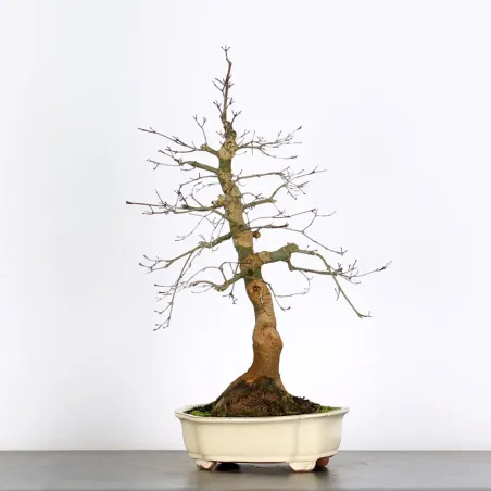 Palmatum Deshojo Maple Bonsai AD-3-2