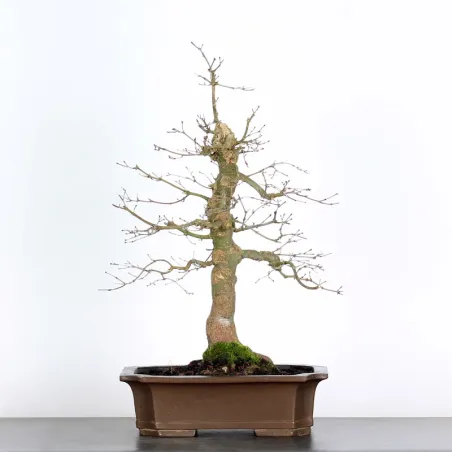 Bonsai Acer Deshojo AD-3-3