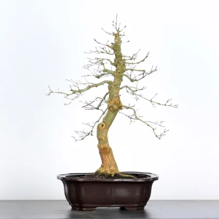 Bonsai Acer Deshojo AD-3-4