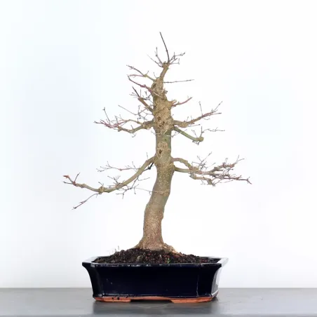 Bonsai Acer Deshojo AD-3-5