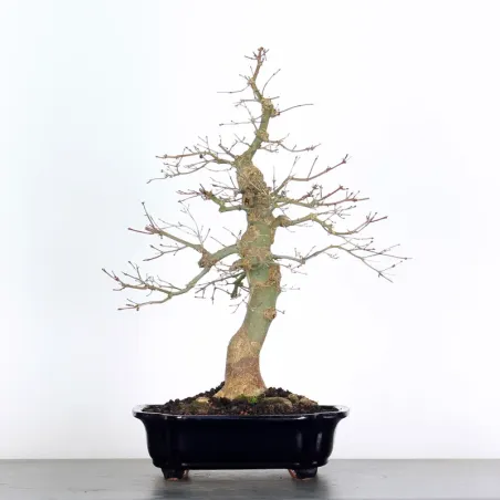 Bonsai Acer Deshojo AD-3-6