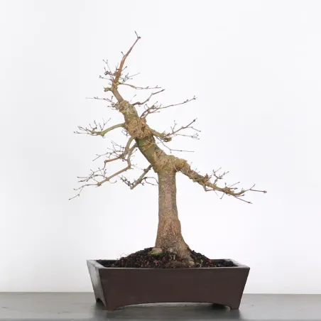 Bonsai Acer Deshojo AD-3-7