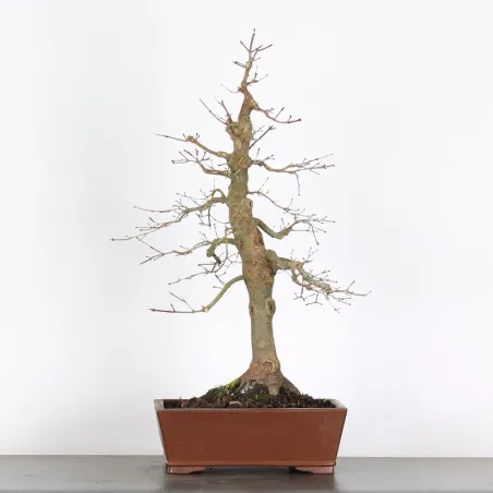 Bonsai Acer Deshojo AD-3-9