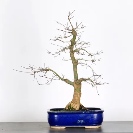 Bonsai Erable Palmatum Deshojo AD-4-2