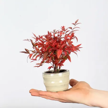 Bonsai Nandina "Bambou Sacré"