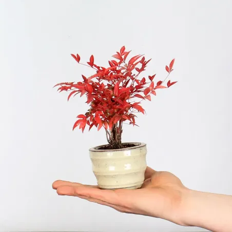 Bonsai Nandina "Bambou sacré"