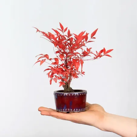 Bonsai  Nandina "Bambou Sacré"