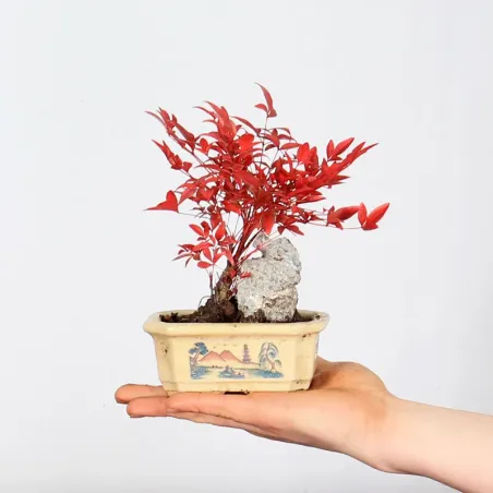 Bonsai  Nandina "Bambou Sacré"