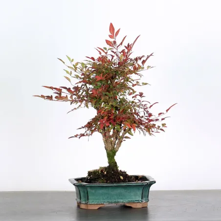 NANDINA "BAMBOU SACRE" 2-14