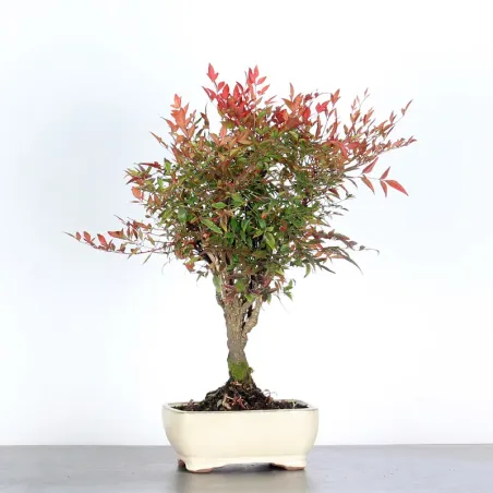 NANDINA "BAMBOU SACRE" 2-15