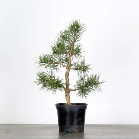 PINUS SYLVESTRIS 1-1