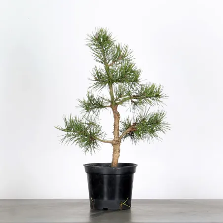 image supplémentaire - PINUS SYLVESTRIS 1-1