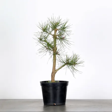 PINUS SYLVESTRIS 1-2