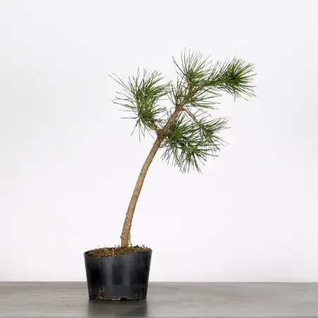 PINUS SYLVESTRIS 1-3