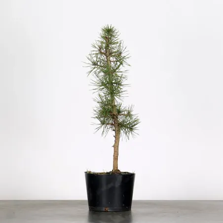 PINUS SYLVESTRIS 1-5