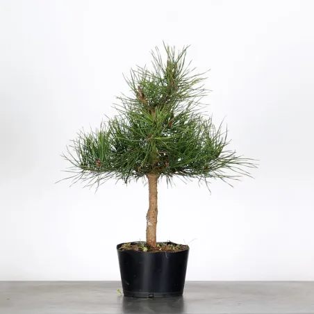 PINUS SYLVESTRIS 1-7