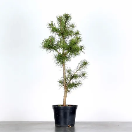 PINUS SYLVESTRIS 1-8