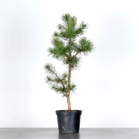 image supplémentaire - PINUS SYLVESTRIS 1-8