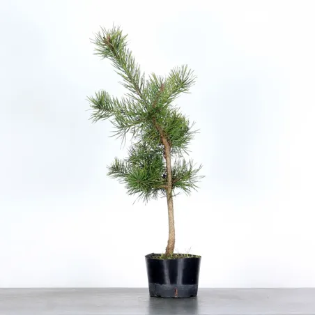 PINUS SYLVESTRIS 1-9