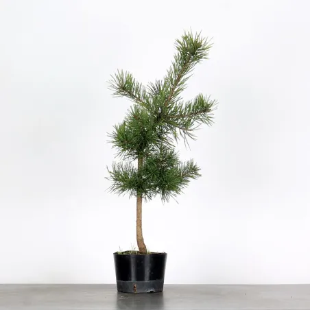 image supplémentaire - PINUS SYLVESTRIS 1-9