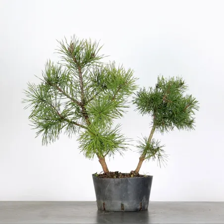 PINUS SYLVESTRIS 1-10