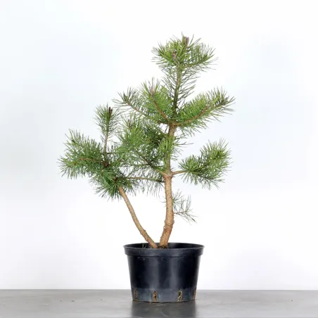 PINUS SYLVESTRIS 1-11