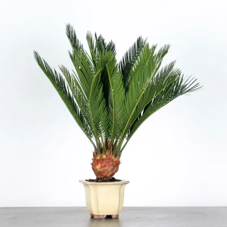 CYCAS REVOLUTA 1-1