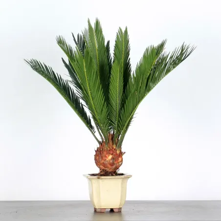 image supplémentaire - CYCAS REVOLUTA 1-1