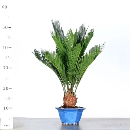 image supplémentaire - CYCAS REVOLUTA 1-3