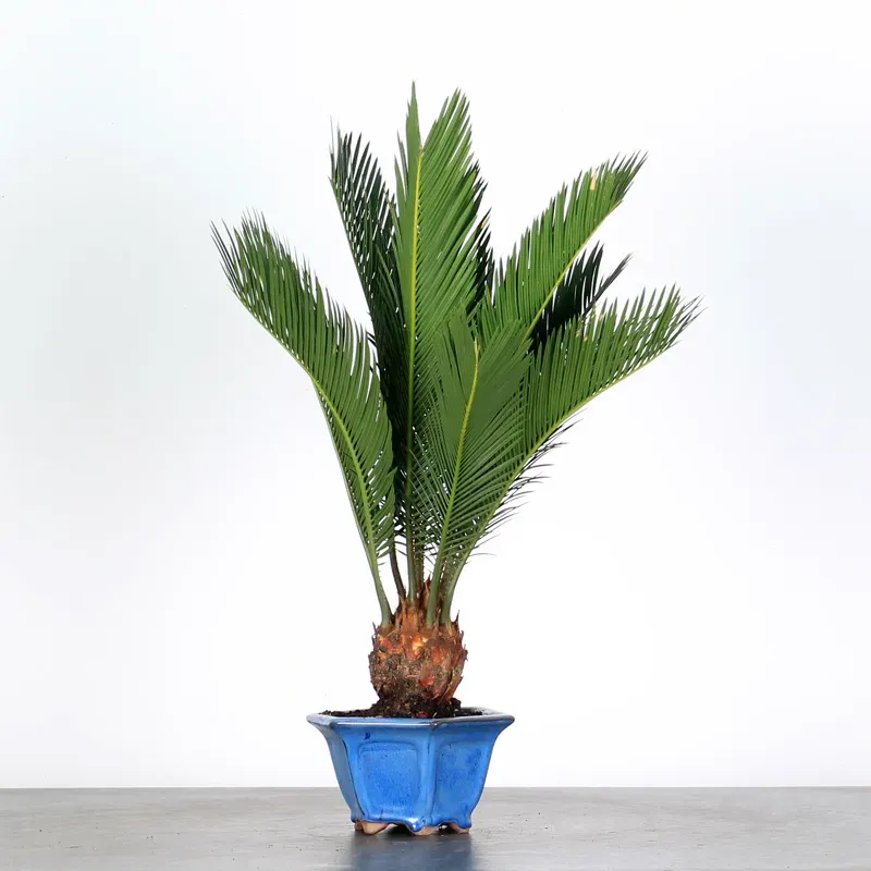 CYCAS REVOLUTA 1-3