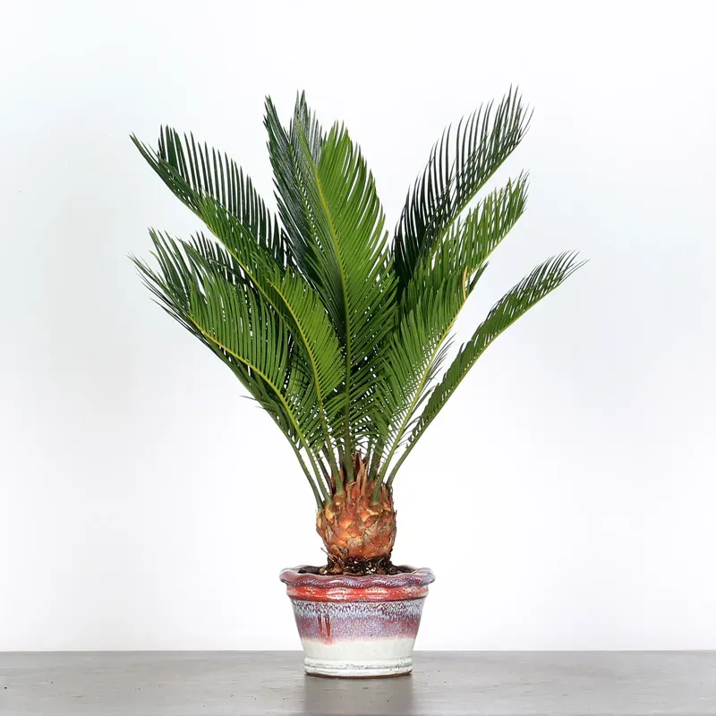 CYCAS REVOLUTA 1-4