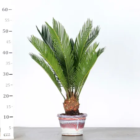 image supplémentaire - CYCAS REVOLUTA 1-4