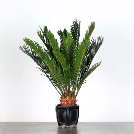 CYCAS REVOLUTA 1-5