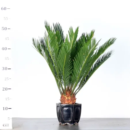 image supplémentaire - CYCAS REVOLUTA 1-5