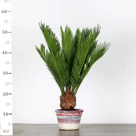 image supplémentaire - CYCAS REVOLUTA 1-6