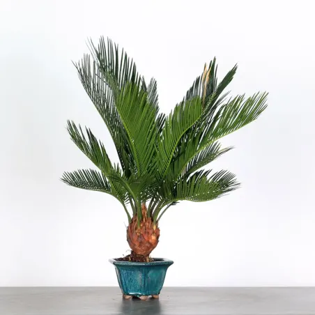 CYCAS REVOLUTA 1-7