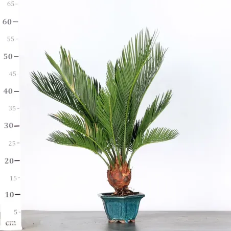 image supplémentaire - CYCAS REVOLUTA 1-7