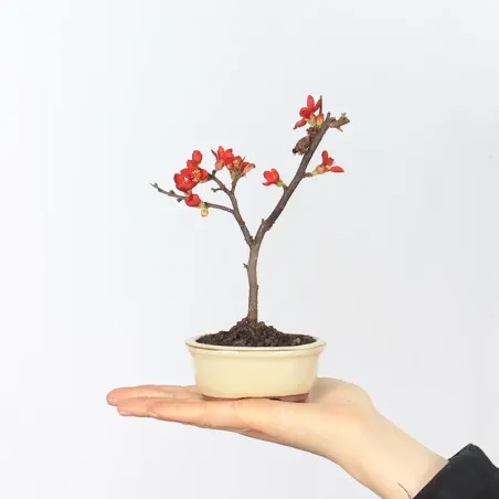 Bonsai Chaenomeles Japonica