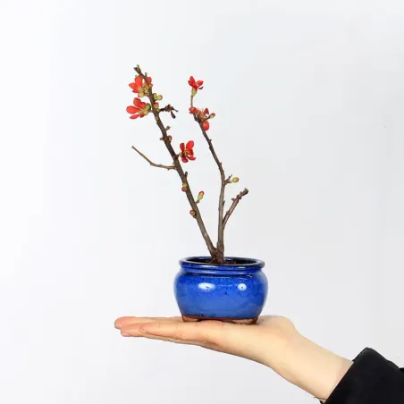 Bonsai Chaenomeles Japonica