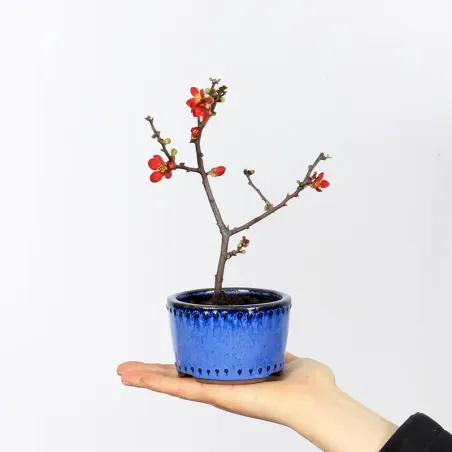 Bonsai Chaenomeles Japonica