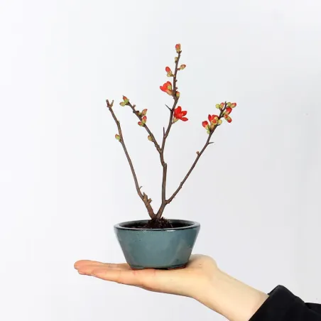 Bonsai Chaenomeles Japonica