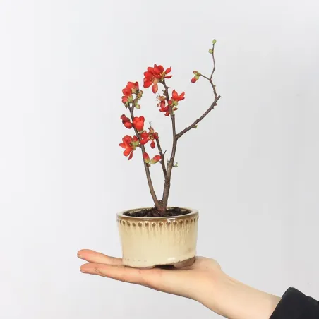 Bonsai Chaenomeles Japonica